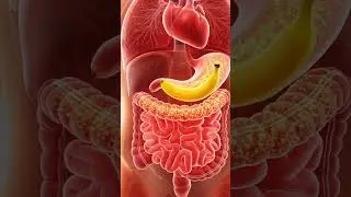 Eating Strawberry: Inside Human Body Digestion Explained | 3D Animation
