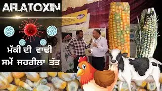 Aflatoxin found in wet corn harvest will harm Maize crop Aflatoxin is dangerous