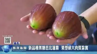 新品種黑糖芭比蓮霧  果型碩大肉質紮實｜南投縣政新聞 2022.07.22