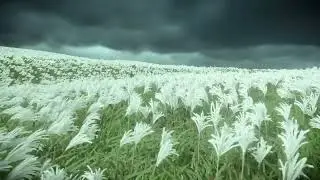 Gentle Breeze: Sunny Grasslands & Nature Sounds | Ghost of Tsushima 4K