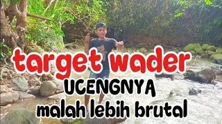 Target wader, UCENGNYA malah lebih brutal😱🎣💥@mancingasik16ag 