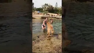 Diving Dog #shorts #youtubeshorts #viral #viralshrots #gfg
