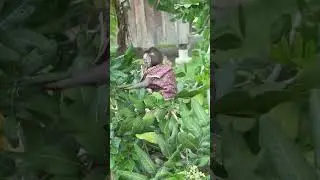 #monkey #babymonkey #monkeyaround #monkeylove #petmonkey #baby