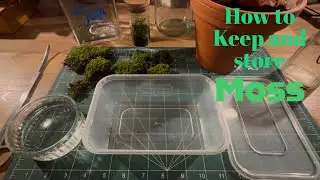 How to Keep Moss - Easy and Cheap
