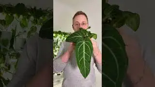 Welcoming the newest member to my collection, the striking Anthurium villenaorum!