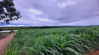 Irriga&ccedil;&atilde;o com microaspersor realmente funciona para capia&ccedil;u BRS 