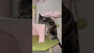 Exotic cat mixed breed eating cat treats on a cat free #cat #catvideos #catshorts #catlovers Cats