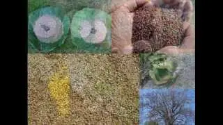 Folk Rice Formulations for Semantic dementia: Pankaj Oudhia's Medicinal Plant Database