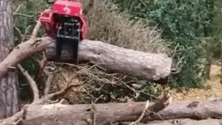 Dead Pine Trees Removal | Blue Sky Tree Care, Tree Surgeons for Surrey, Hampshire, West Sussex