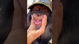 Funny monkey video #animals #funnyshorts #monkey #comedyshorts #animaldance #wildlife #animalshorts