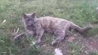 Contented Cat Sitting in the Grass