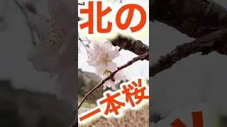 【北の一本桜】【Sakura】【Japan】【青森】【ショート動画】【ちーむごるちゃん】#Shorts【＠ちーむごるちゃん】