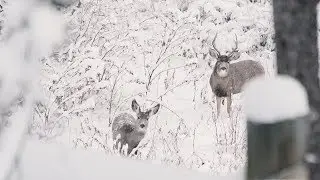 Winter Nature Walk