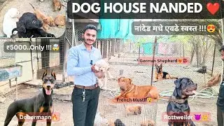 | Puppies for sale | डॉग शॉप नांदेड | Dog Training Center | Pet Shop Nanded | Pet Shop😍