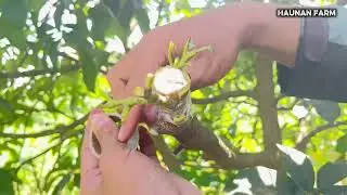 Cara Meningkatkan Keberhasilan Top Working | AVOCADO TOP WORKING 