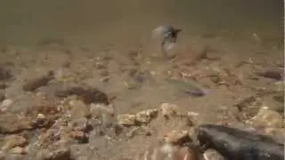 Sakasa Kebari Underwater