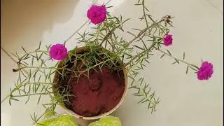 Table Rose flowers#flowers #gardening #viral #health #healthy breake fast #cooking 