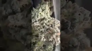 Demo day w using the XLS Pro for solventless live rosin application, and then rerunning material