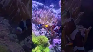 ✨💎🪸#JBJ #IPROMISE #REEFTANK #UPSANDDOWNS #LIFE #AQUARIUM #FINDINGNEMO #FINDINGDORY #FISH #FISHTANK