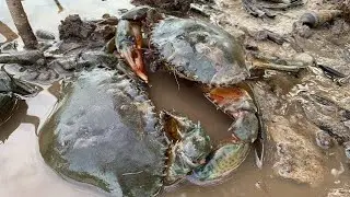 Hunting Giant Mud Crab Under The Mangroves  Alimango Catching In Secret Hole Of Mangroves