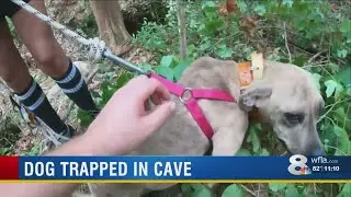 VIDEO: Dog trapped in Florida cave for three weeks, saved by hiker