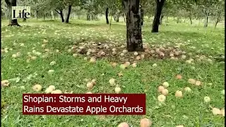 Shopian: Storms and Heavy Rains Devastate Apple Orchards