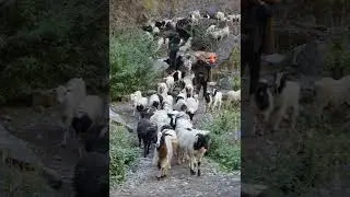Manaslu hiking #manaslucircuit #clearskytreks