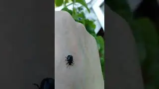 #viral #insects #wildlife The blue ladybird is on photo shoot on my hand 🐞👋