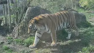 Huge cats !  Siberian tigers in the Vienna Zoo Schoenbrunn