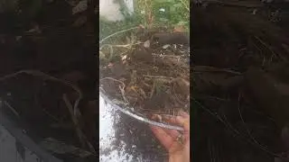 We are recycling a washing machine drum to compost bin. #zerogarbage #homesteading #recycled #reuse