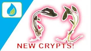 AMAZING RED CRYPTOCORYNE AQUARIUM PLANT UNBOXING!