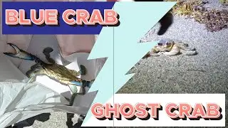 Taste test Blue Crab vs Ghost Crab