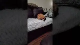 collapsing trachea cough puggle dog