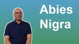 Abies Nigra Explained by Dr.Sanjay