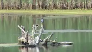 Wellfleet Bay Wildlife Sanctuary.