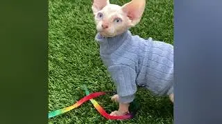 Milky - Sphynx Kitten for Sale in Dallas, Texas