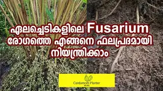 ഏലച്ചെടികളിലെ Fusarium രോഗത്തെ എങ്ങനെ ഫലപ്രദമായി നിയന്ത്രിക്കാം#ഏലം #cardamom#cardamomfarming