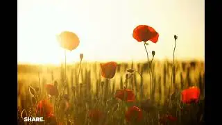 Waesto - Sleepless (audio library background Music)