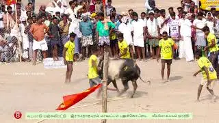 Ramanathapuram-Pudukkottai vadamadu manjuvirattu jallikattu(8) | jawahar studio |