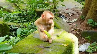 Sadness monkey.! Orphan Angela feel so sad & Luna coming comfort him