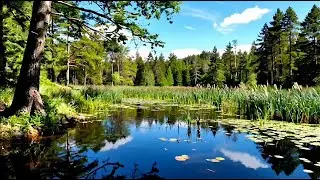 Deep Relaxing Music for Stress Relief, Calm Mind & Better Sleep