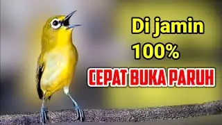 PLECI GACOR suara ngalas - Ahlinya memancing bunyi 100% cepat BUKA PARUH