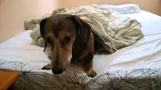 BOBBY VAMOS VER A VOVÓ?(JÃO) OU TOMAR BANHO?