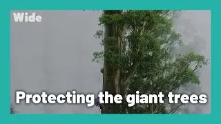 The Tree projects: Saving Tasmanian rainforest I WIDE