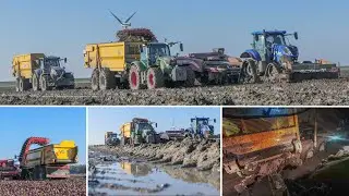 Extreme conditions with red beet harvest | NH T7.210 on Tracks | 2x VGM HL 22 | Stuck in mud