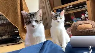 遊びに夢中な子猫姉妹と、甘えんぼな午後