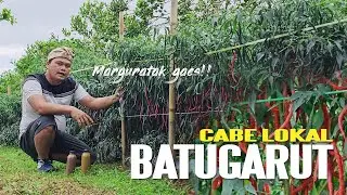 CABE LOKAL BATUGARUT - MARGURATAK GAES !!