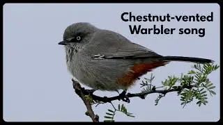 CHESTNUT-VENTED WARBLER (old name tit-babbler) singing