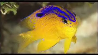 Errores del acuarista 4 comprar peces por impulso o economía😱David y su damisela  bello gregorio