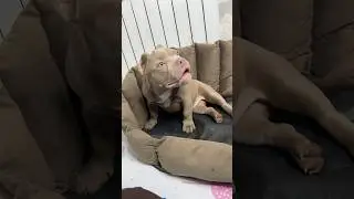 Ариана передает привет родителям #щенкибулли